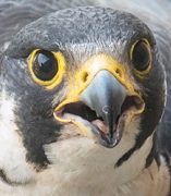 Photo of Falcon, Rosie