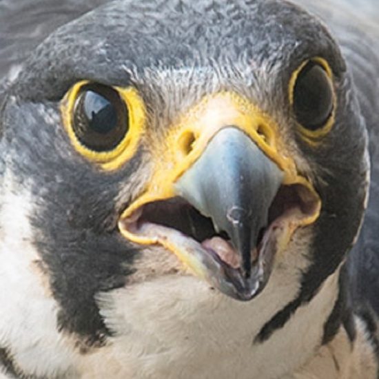 Director of Peregrines